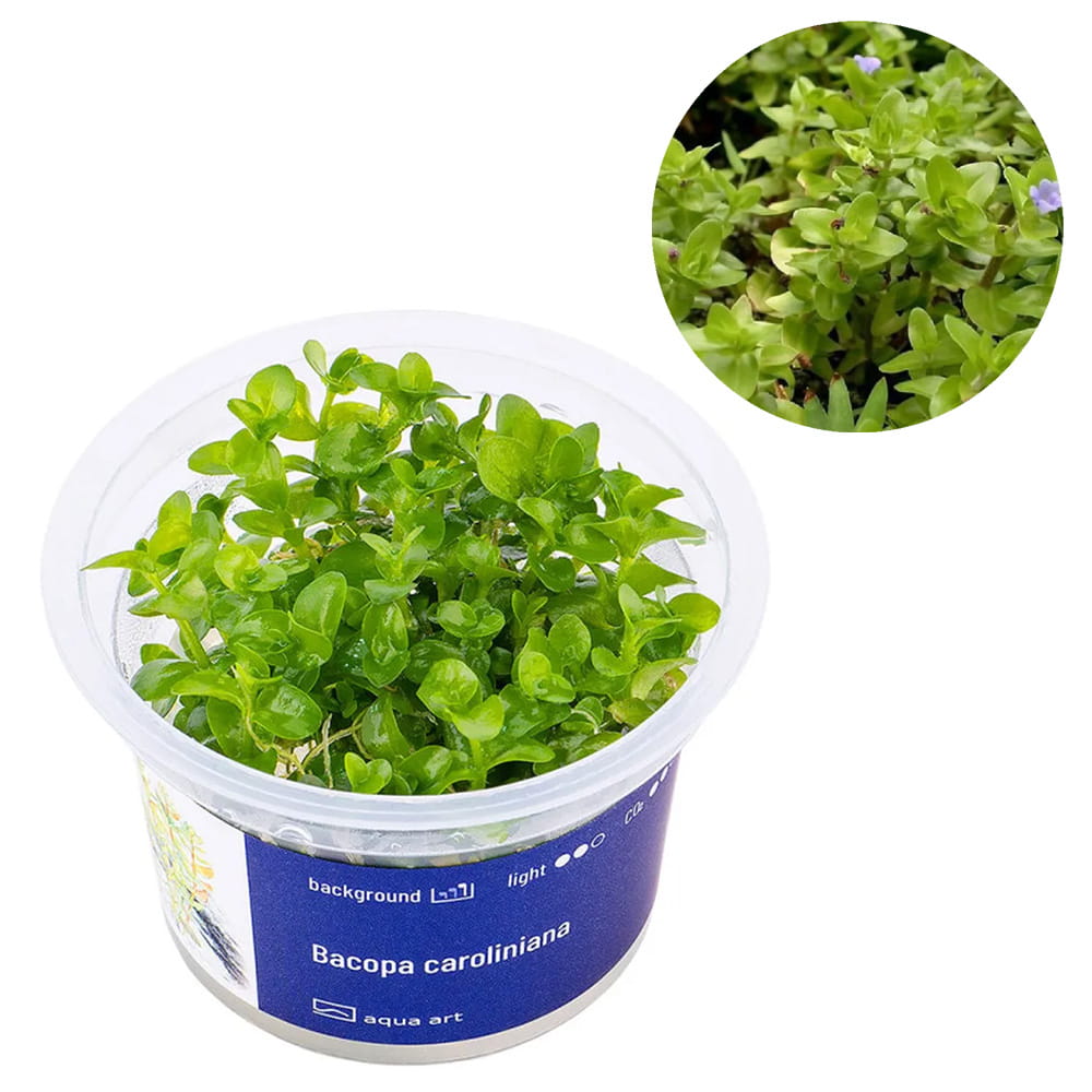Bacopa Caroliniana roślinka roślina do akwarium in vitro